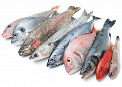 Рыба и рыбопродукты